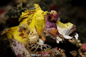 Rhinopias – size ca. 3 cm by Volker Lonz 